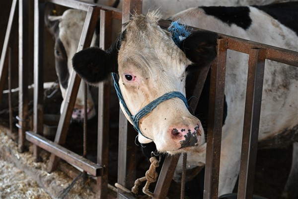 Manisa’ya “Girmesin Sinekler, Mutlu Olsun İnekler” projesi