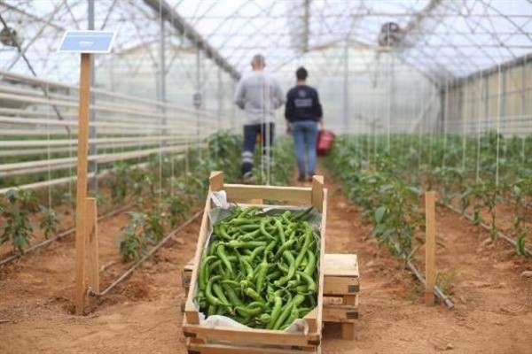 Aydın Büyükşehir’den tarıma destek