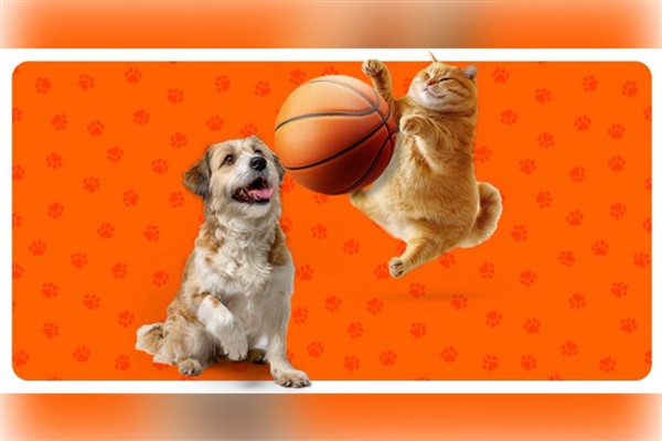 Potadan Patiye Projesi ile Hepsiburada’dan sokak hayvanlarına 4 tonu aşan mama desteği