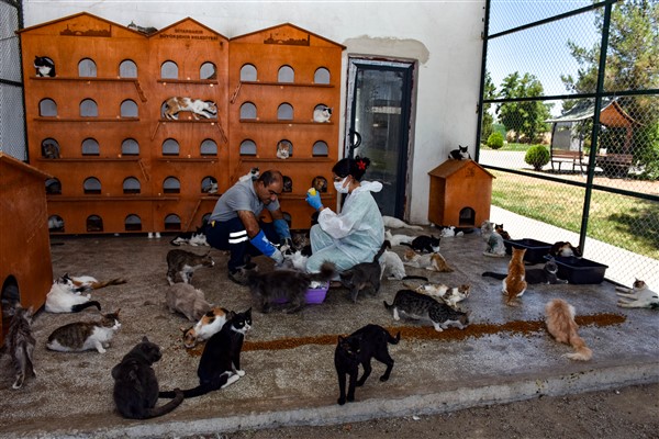 Diyarbakır Hayvan Bakımevi ve Rehabilitasyon Merkezi, 10 bin ihbara müdahale etti