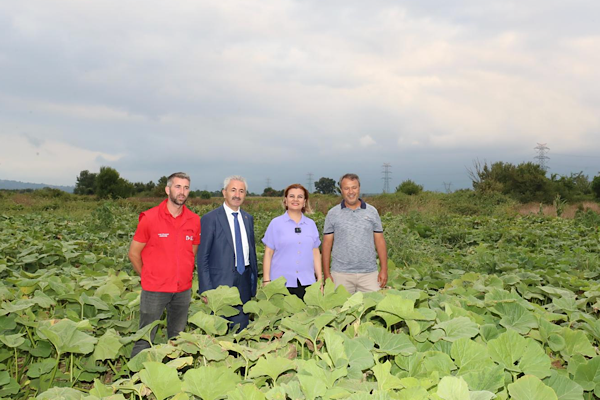 İzmit Belediyesi’nden 4 dönümlük balkabağı üretimi