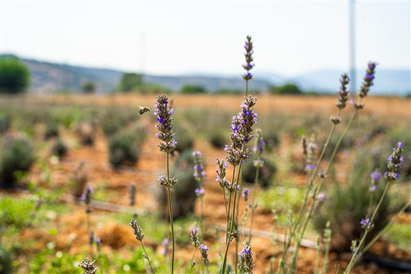 Milas’ta lavanta hasadı yapıldı