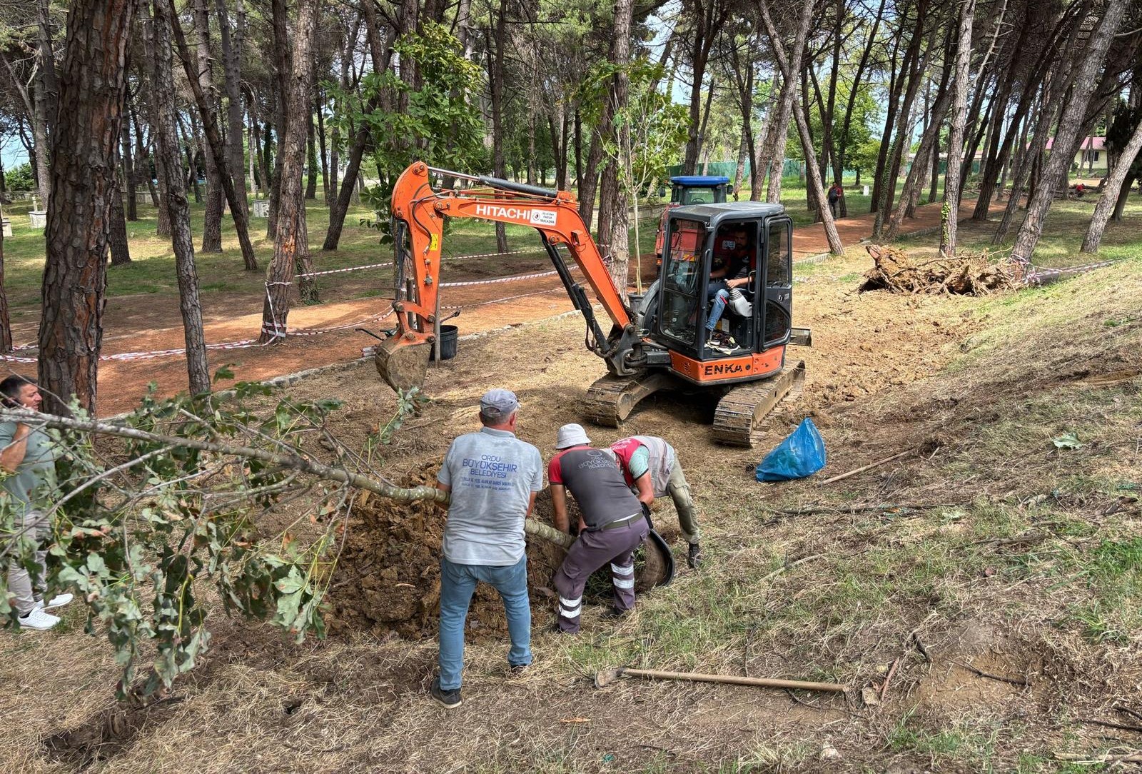 Ünye Çamlık’ta kuruyan ağaçların yerine yenileri dikiliyor