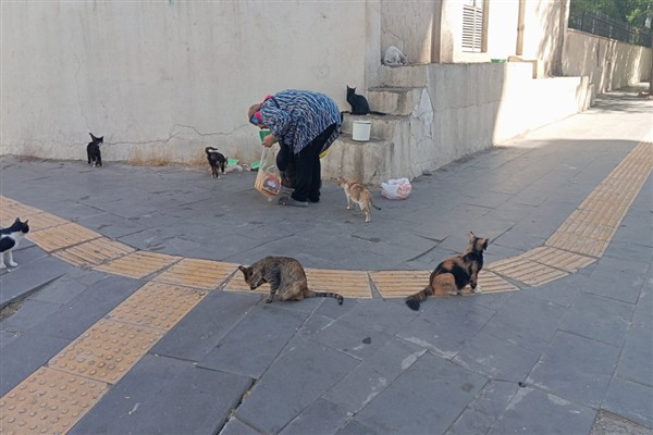 Diyarbakır’ın “kedi annesi” 25 yıldır sokak hayvanlarına sahip çıkıyor