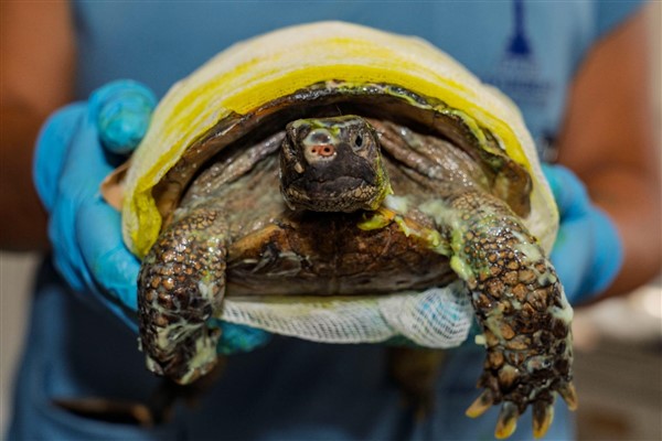 İzmir’de yangından kurtarılan kaplumbağanın tedavisi sürüyor