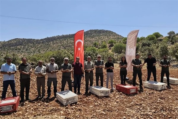 Mardin’de 300 kınalı keklik doğaya salındı