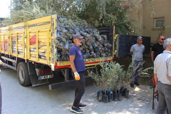 Antalya Büyükşehir Belediyesi’nden üreticilere zeytin fidanı desteği