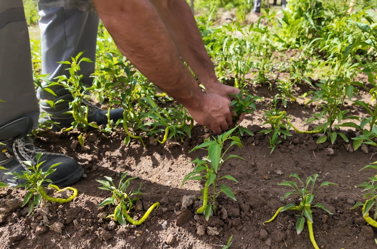 Kayseri Büyükşehir Belediyesi’nin huzurevinde hobi bahçeleri yapıldı