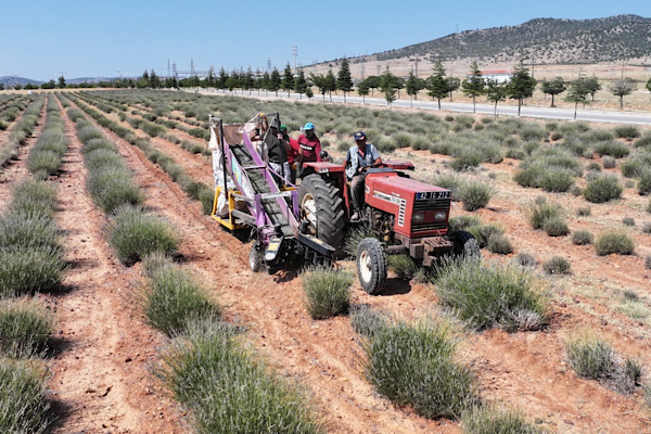 Güneysınır’da lavanta hasadı gerçekleştirildi