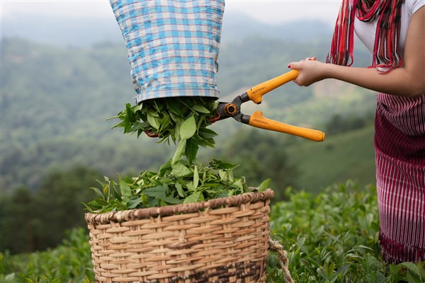 Efor Çay’ın e-ticaret faaliyetleri