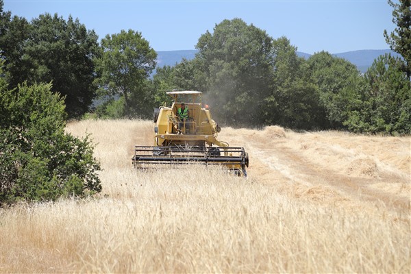 Bursa’da siyez buğdayı hasadı yapıldı