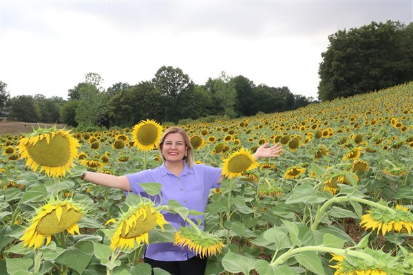 İzmit Belediyesi ayçiçek tarlalarından yağ üretecek