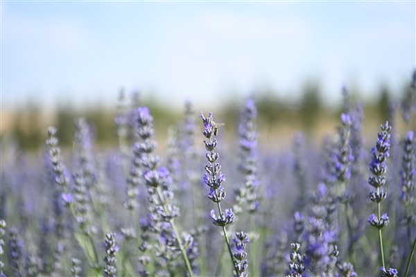 Mamak Lavanta Bahçesi kapılarını açtı