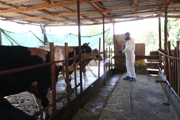 Pamukkale Belediyesi, hayvancılık faaliyetlerini desteklemeye devam ediyor