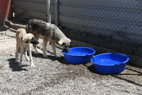 Muş Belediyesi, 1 ayda bin 30 sokak hayvanını tedavi etti