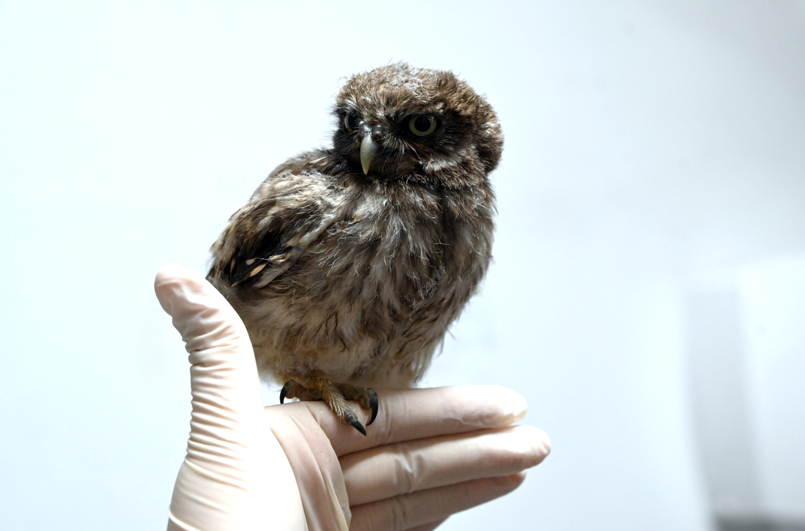 Yavru baykuş, Yalova Belediyesi Veteriner İşleri Müdürlüğü’nde bakılıyor