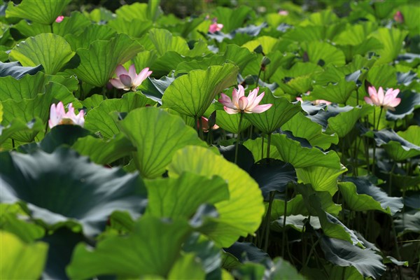 Da Shu sezonuna giriliyor