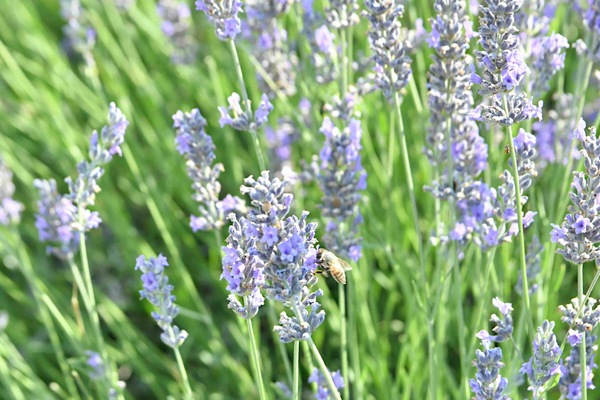 Başkent’te Lavanta Hasat Şenliği düzenlendi