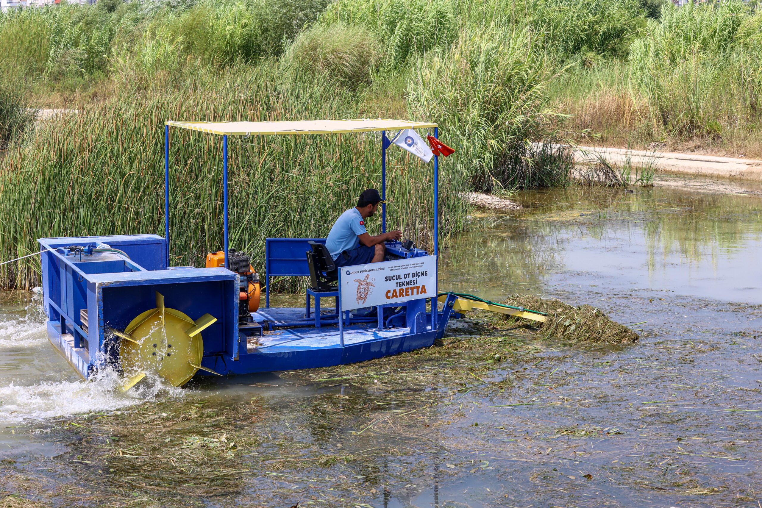 Boğaçayı’nda her gün 6 ile 8 ton arası sucul ot toplanıyor