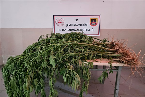Şanlıurfa’da uyuşturucuyla mücadele operasyonu