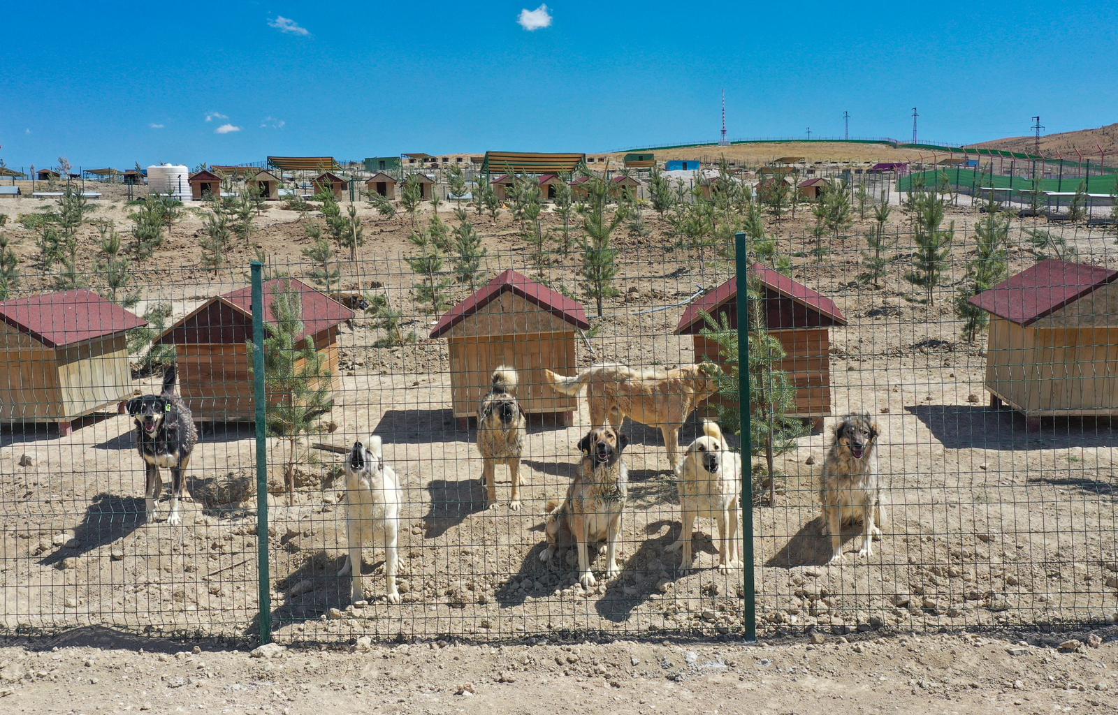 Van Büyükşehir Belediyesi, doğal yaşam alanına 20 bin ağaç dikti