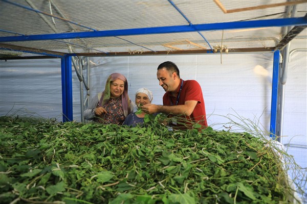 Muğla’da ipekböcekçiliği yeniden canlanıyor