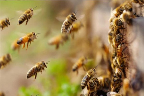 Fransa’da arıların saldırısında üçü kritik durumda 24 kişi yaralandı