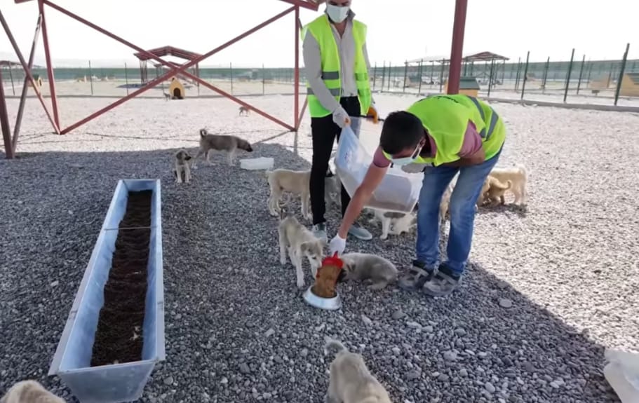 Muş’ta sokak hayvanlarına yerli mama üretimi başladı