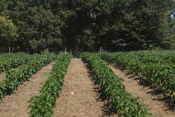 İzmit Belediyesi, aşevi için üretim alanlarını genişletiyor