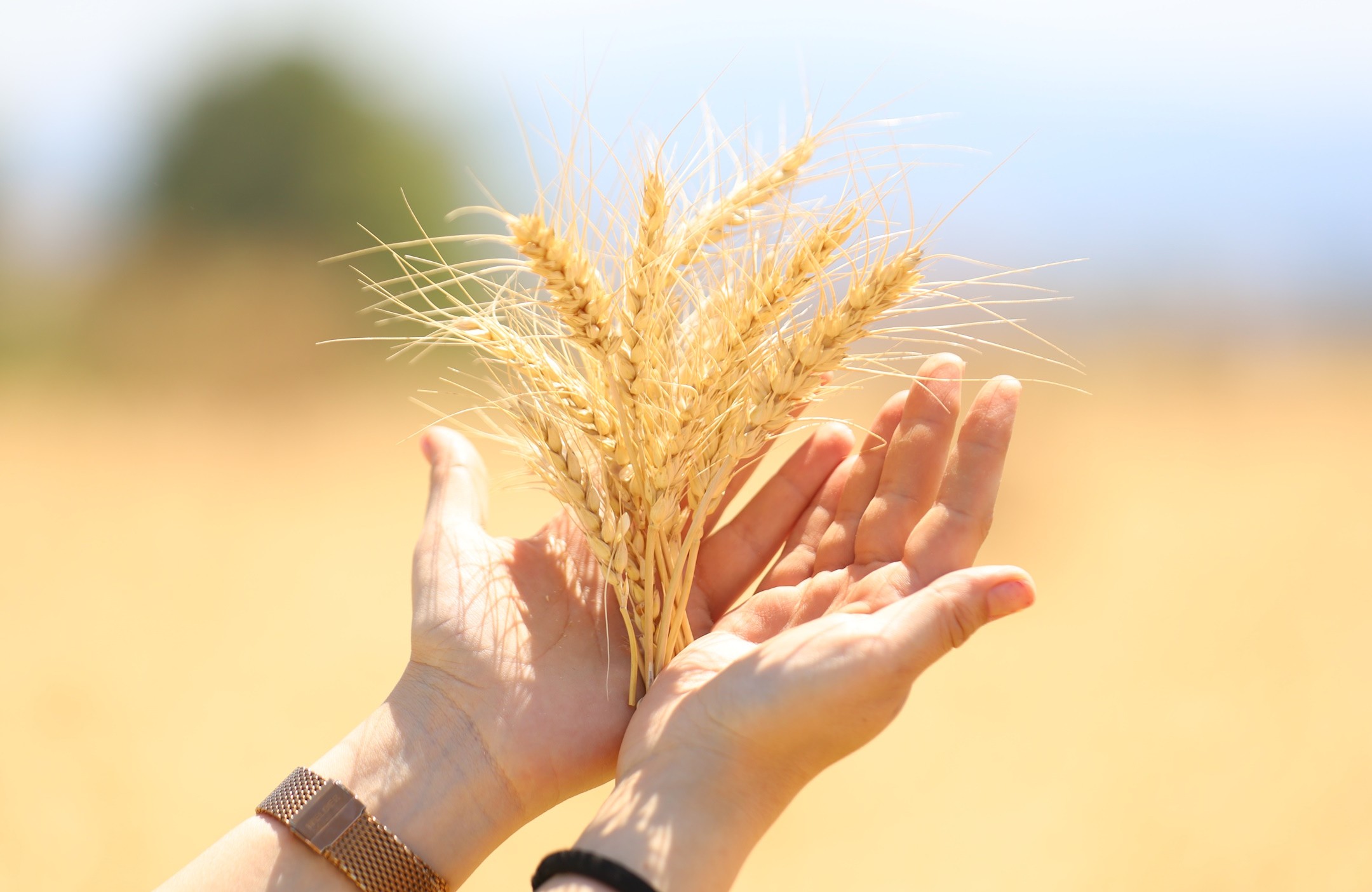 Bursa’da Büyükşehir desteği ile hasat zamanı