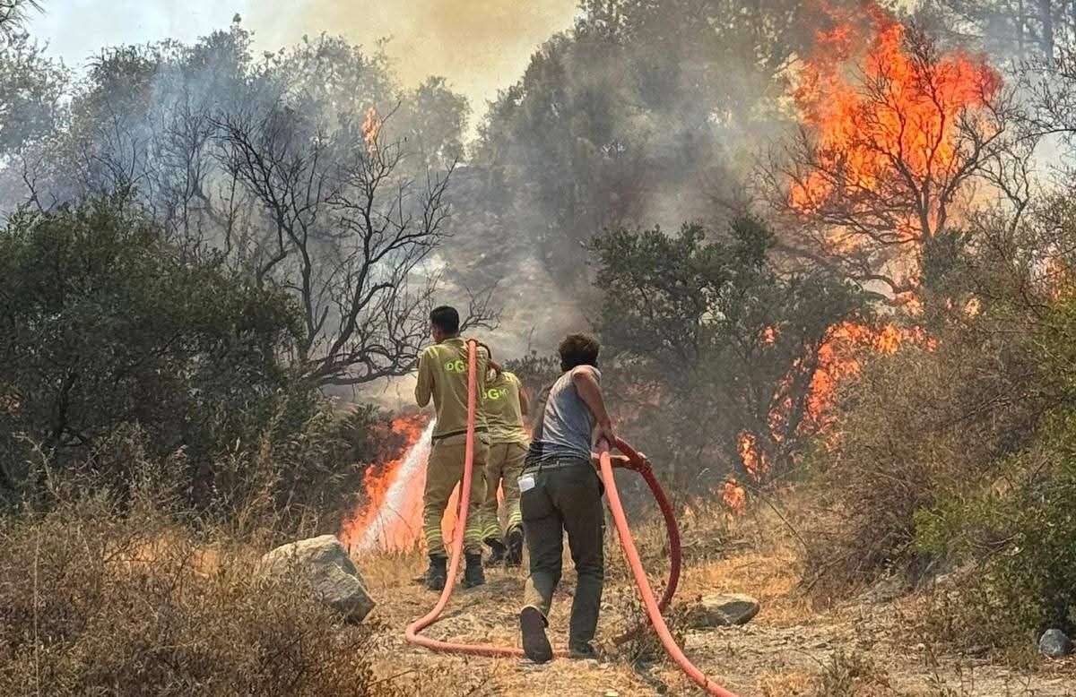 Hatay Tabiatı Koruma Derneğinden orman yangınlarına bilimsel uyarı