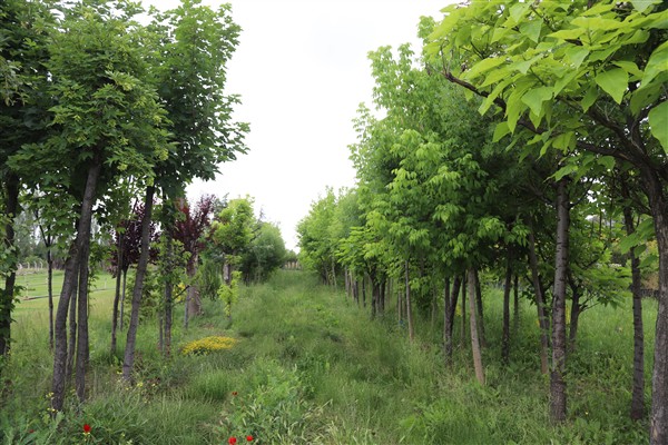 EBB: Yeşili büyütüyor, çoğaltıyor ve geleceğe taşıyoruz