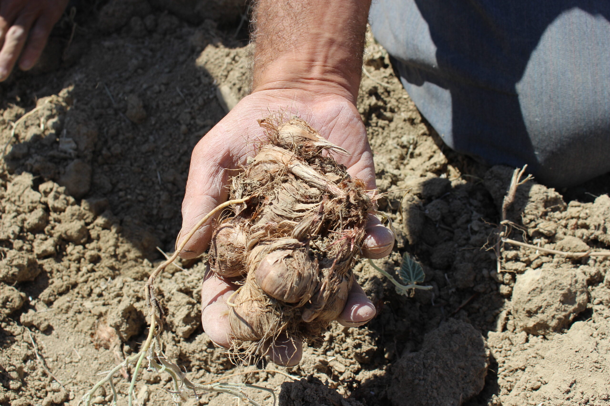 Elmalı’da safran soğanı hasadı başladı
