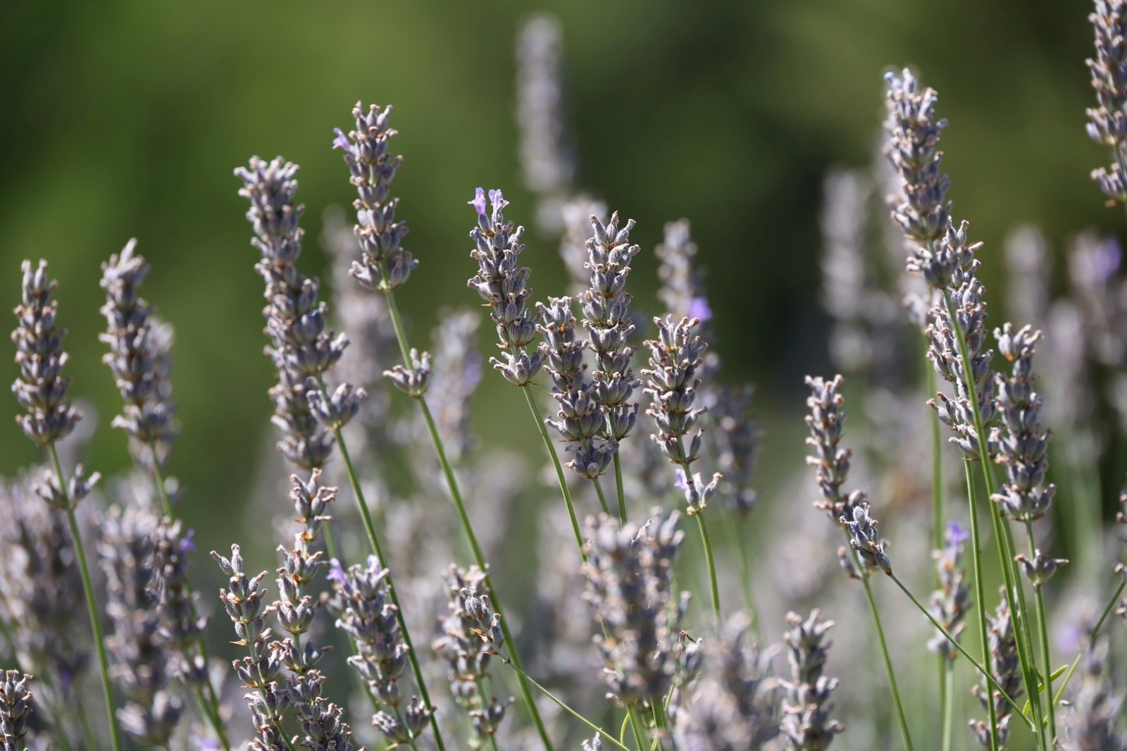 Gençlik ve Tarım Kampı’nın birinci dönemi tamamlandı