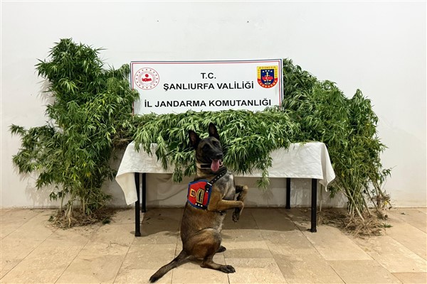 Şanlıurfa’da uyuşturucu operasyonu