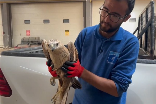 Erciyes’te kaybolan yaralı şahin kurtarıldı