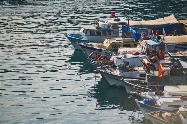 Düzeltme – Benekli balon balığı avcılığı destekleme tutarı artırıldı