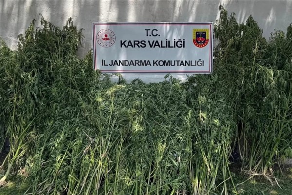 Kars’ta 42 binden fazla kök kenevir bitkisi ele geçirildi