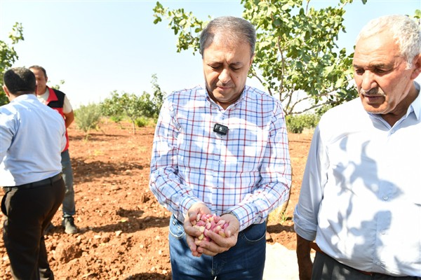Vali Şıldak, boz fıstık hasadına katıldı