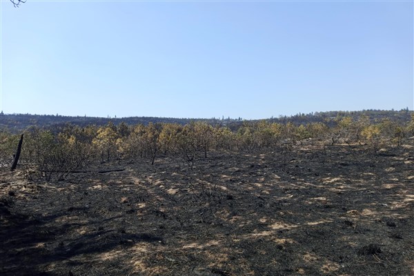 Enez orman yangınının ardından