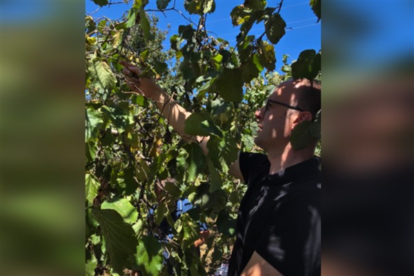 Dereli’de fındık hasadı başladı