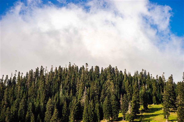 ALJ Türkiye’den 1.4 milyon fidan ile başlayan ağaç seferberliği