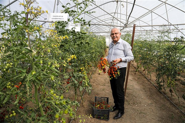 Van’da ata tohum ile elde edilen ürünler hasat edildi