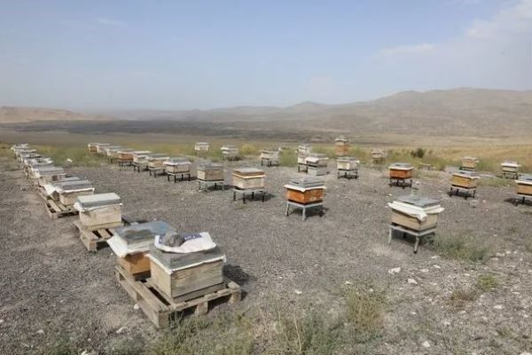 Iğdır Üniversitesi, Ağrı Dağı eteklerinde bal hasadına başladı