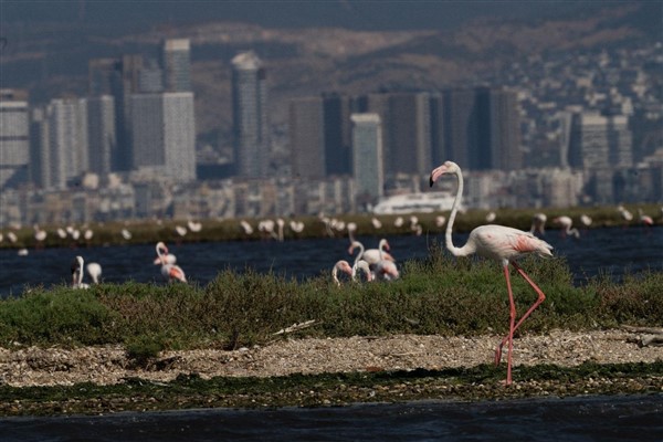 Flamingo Yolu turları başladı