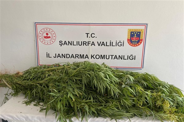 Şanlıurfa’da uyuşturucuyla mücadele operasyonu