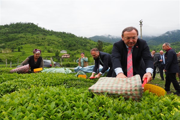 ÇAYKUR: Tarihimizin en yüksek ikinci sürgün yaş çay alımlarından birini gerçekleştirdik