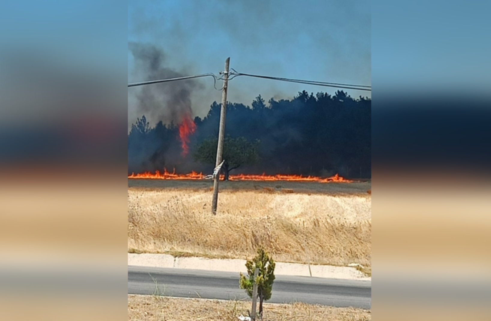 Çanakkale’de orman yangını