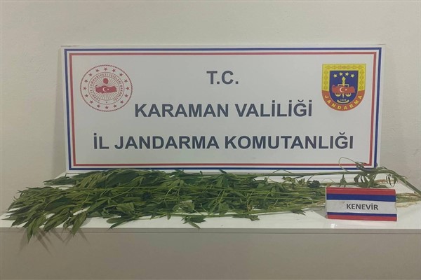 Karaman İl Jandarma Komutanlığınca 109 kök kenevir bitkisi ele geçirildi