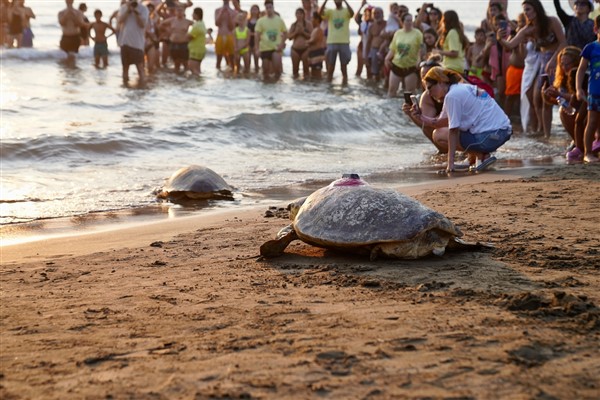 Tedavisi tamamlanan caretta carettalar uğurlandı